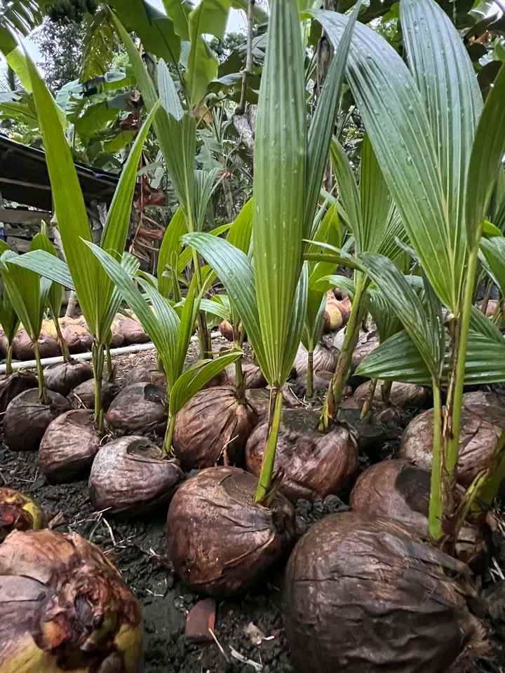 Jual Bibit Kelapa Kopyor Terdekat